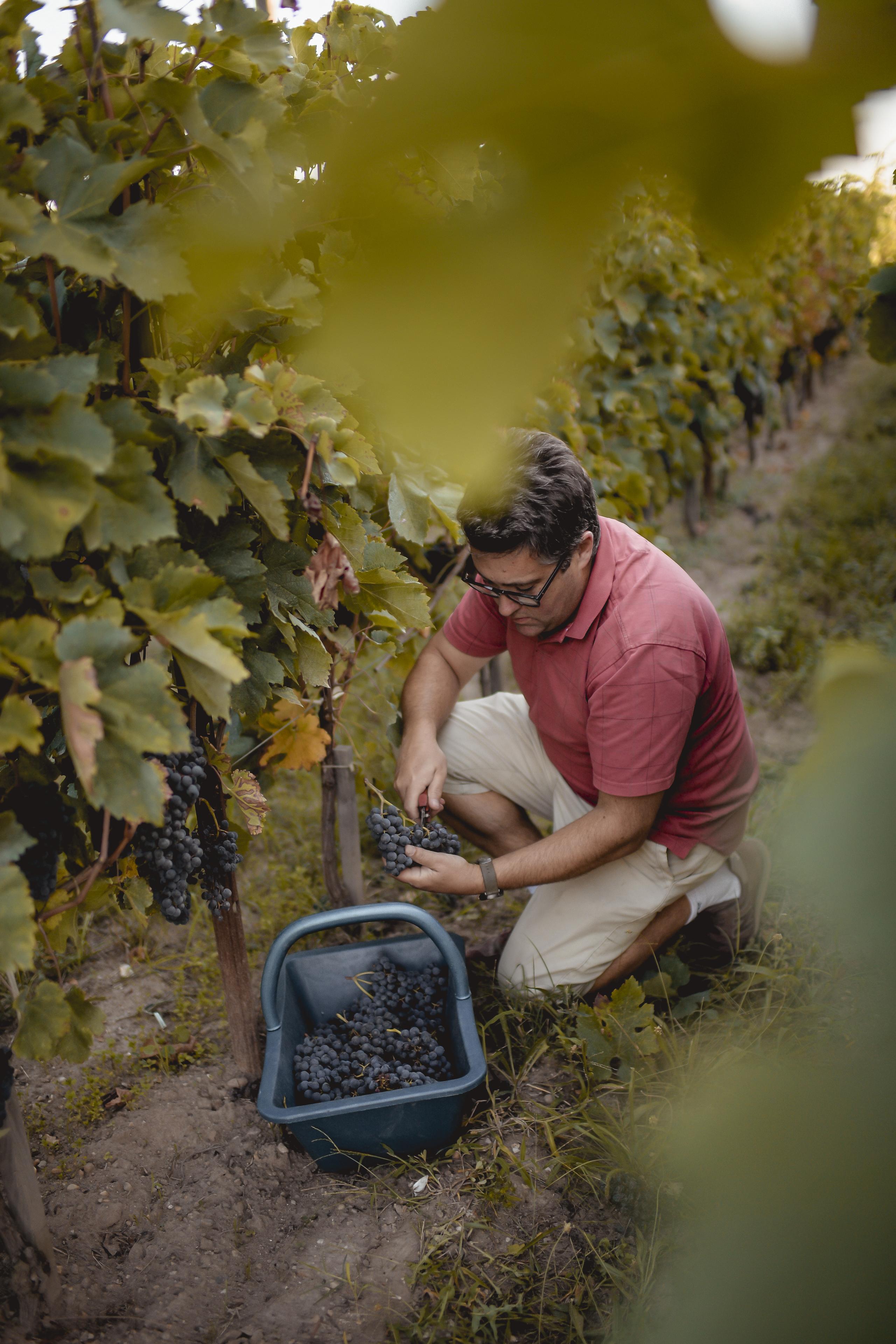 One of the smallest estates in Pomerol